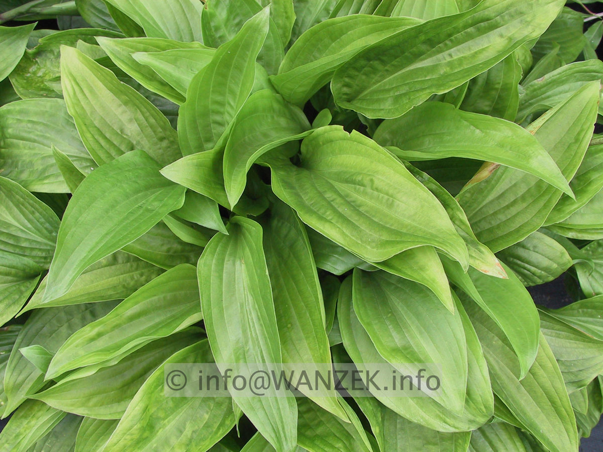 Hosta tardiva 02.JPG